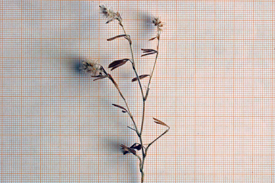 Trifolium arvense